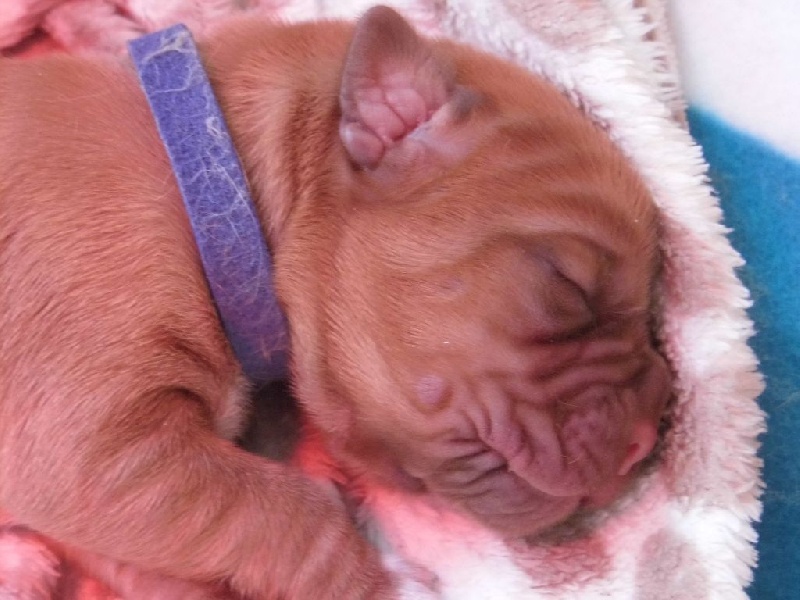 Du Colroy - Dogue de Bordeaux - Portée née le 13/03/2016
