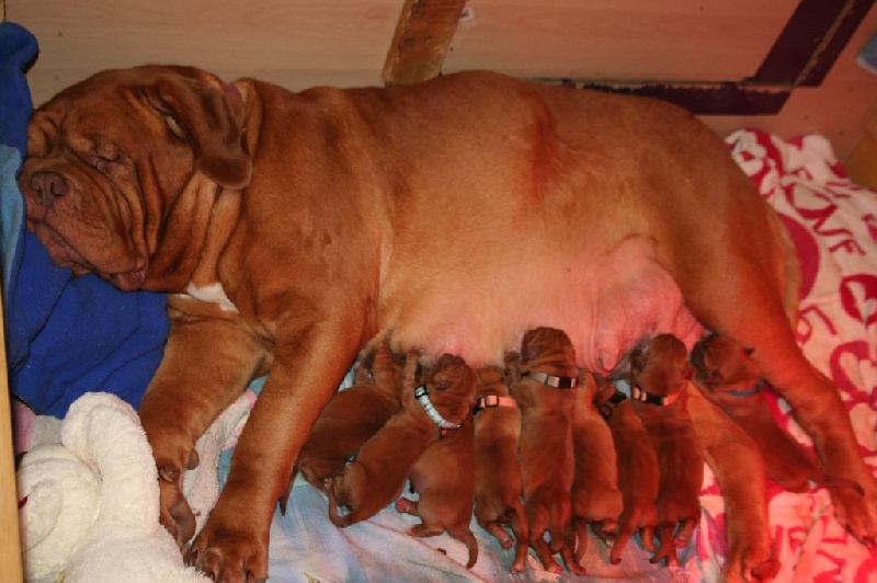 Chiot Dogue de Bordeaux Du Colroy