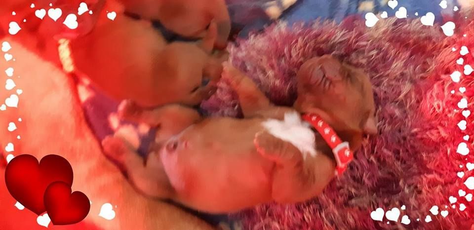 Chiot Dogue de Bordeaux Du Colroy