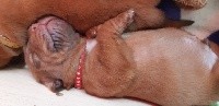 ralf