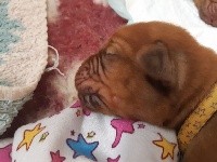 CHIOT