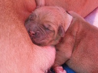 CHIOT