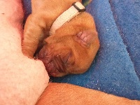 CHIOT