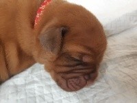 rosie 